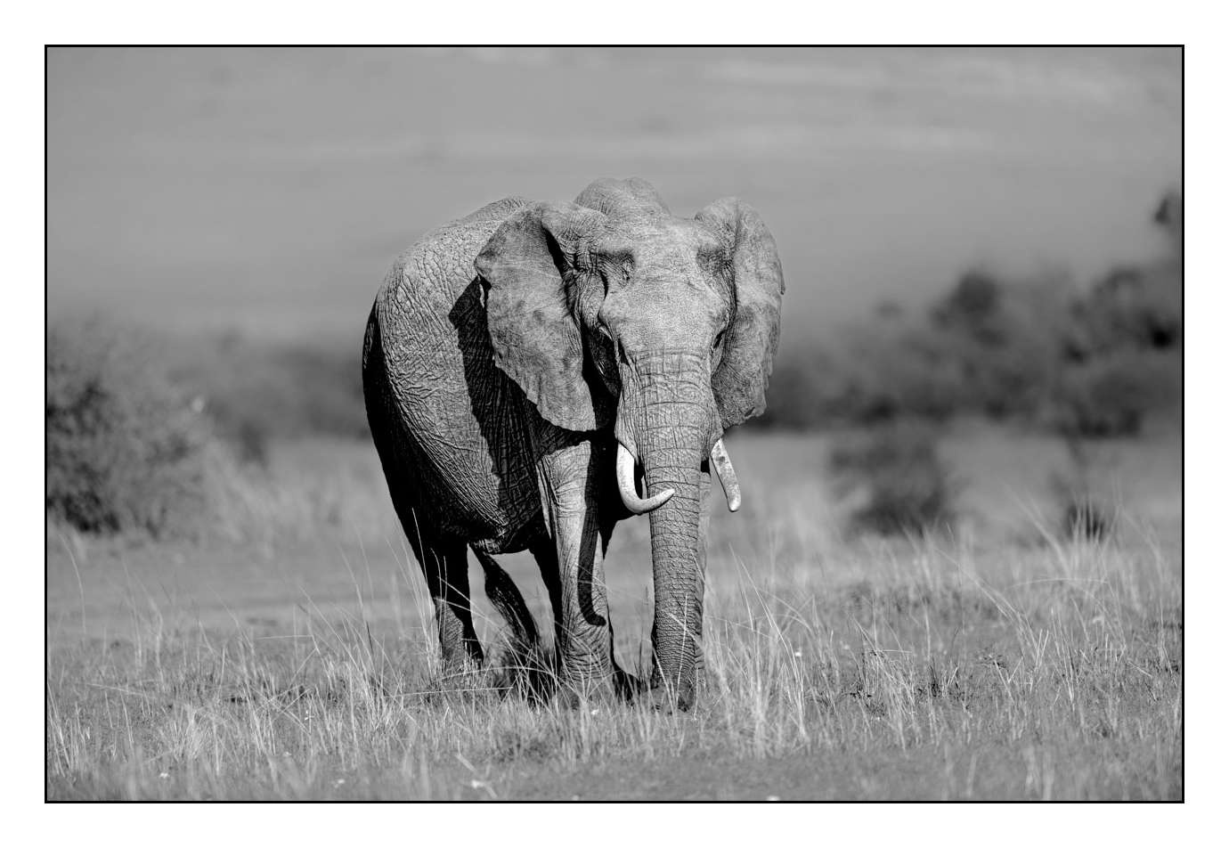 nuances-de-noirs-et-de-blancs/028-merveilles-animalieres-masai-mara/fr/17-170913MASANI2495B