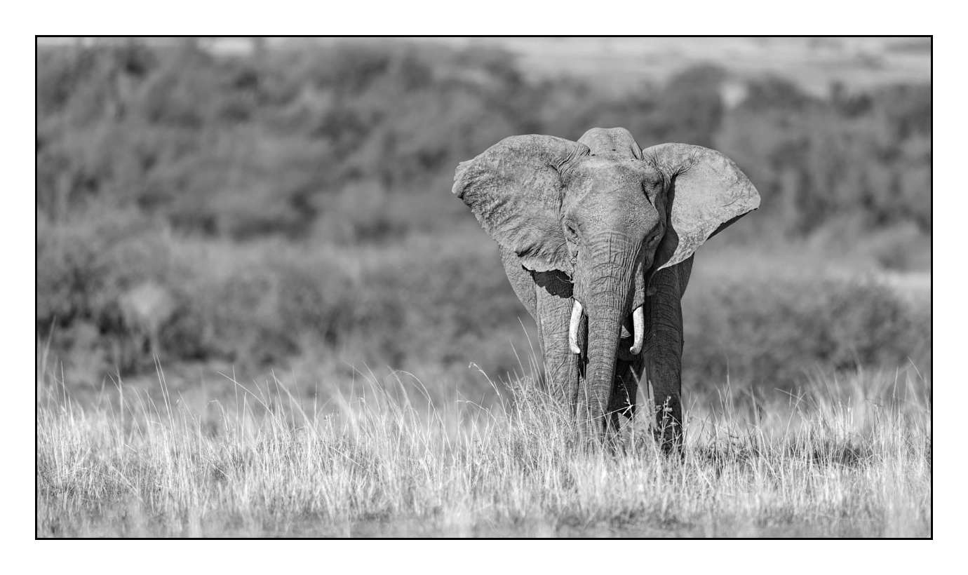 nuances-de-noirs-et-de-blancs/028-merveilles-animalieres-masai-mara/fr/18-170913MASANI2543B