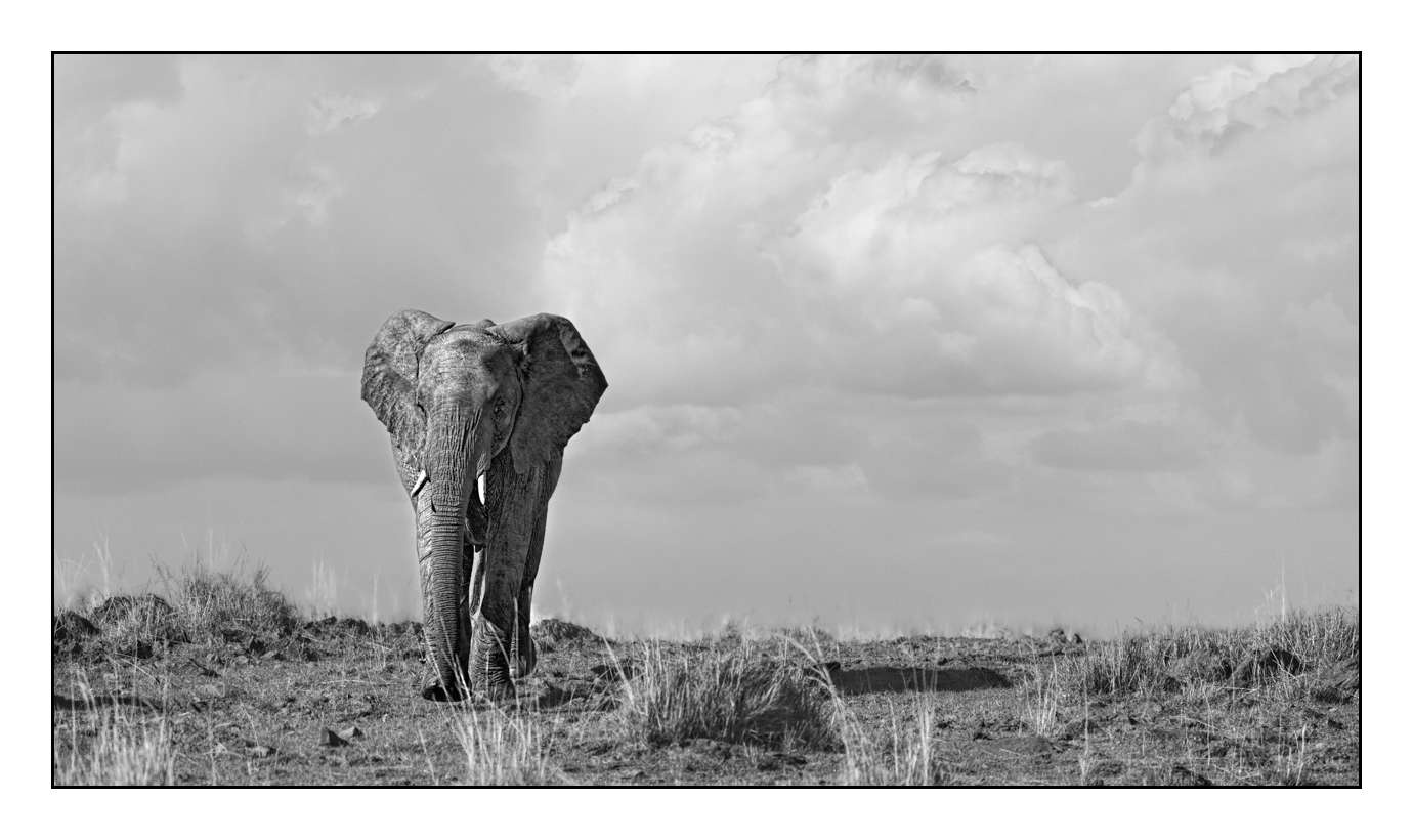 nuances-de-noirs-et-de-blancs/028-merveilles-animalieres-masai-mara/fr/19-170913MASANI2852B