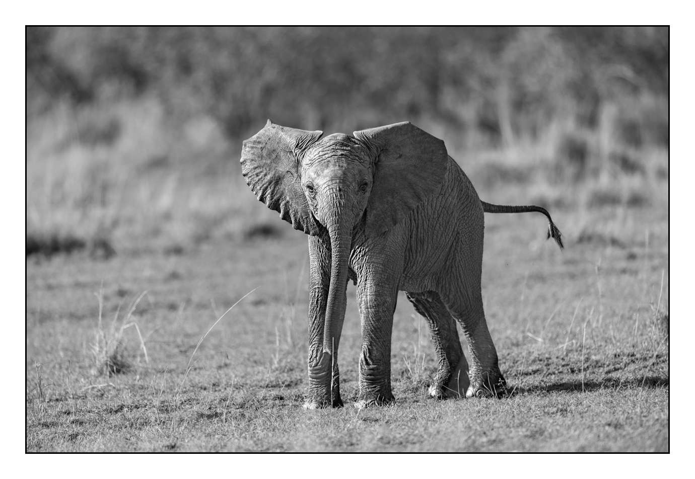 nuances-de-noirs-et-de-blancs/028-merveilles-animalieres-masai-mara/fr/20-170913MASANI2992B