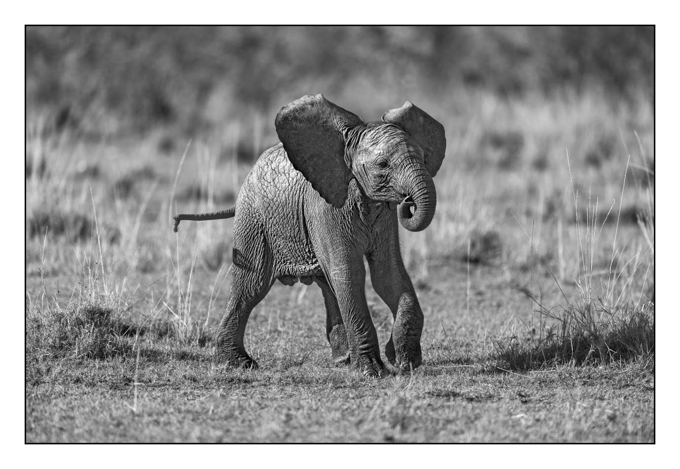 nuances-de-noirs-et-de-blancs/028-merveilles-animalieres-masai-mara/fr/21-170913MASANI3003B