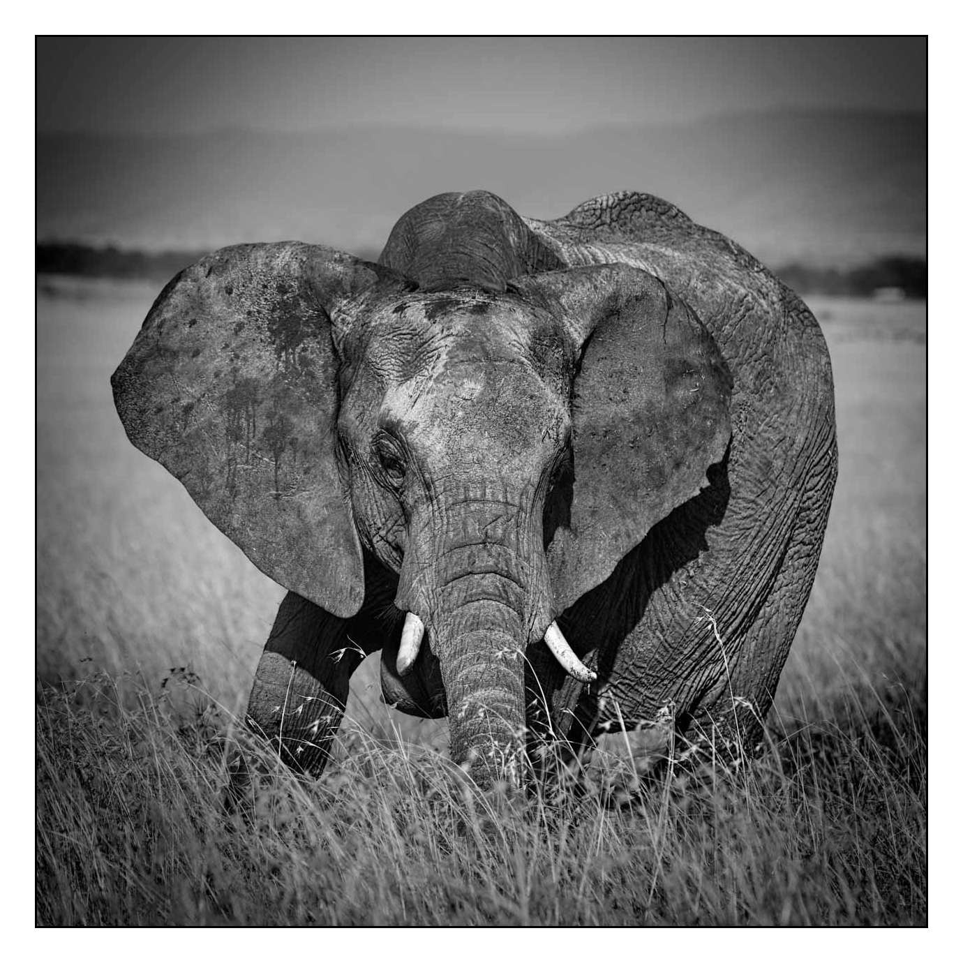 nuances-de-noirs-et-de-blancs/028-merveilles-animalieres-masai-mara/fr/22-170913MASANI3243B