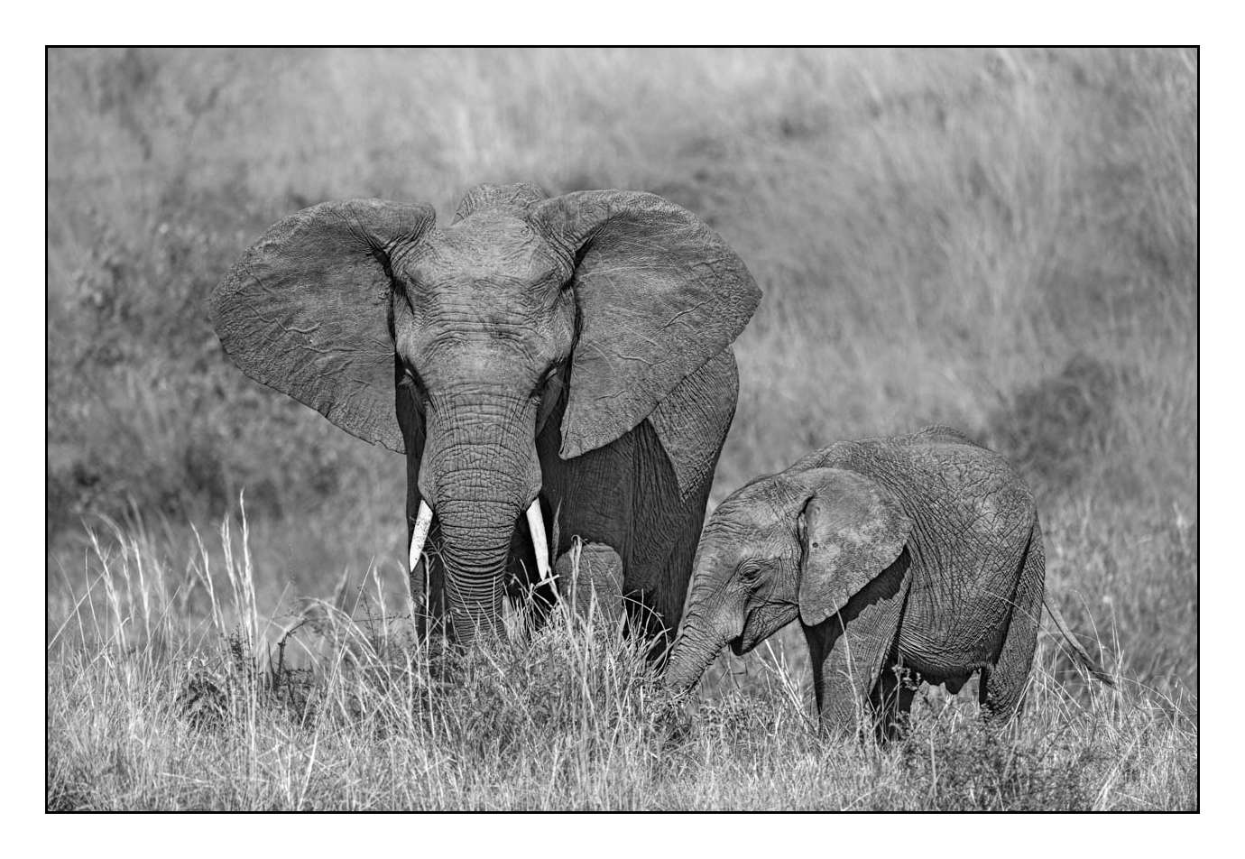 nuances-de-noirs-et-de-blancs/028-merveilles-animalieres-masai-mara/fr/23-170913MASANI3413B