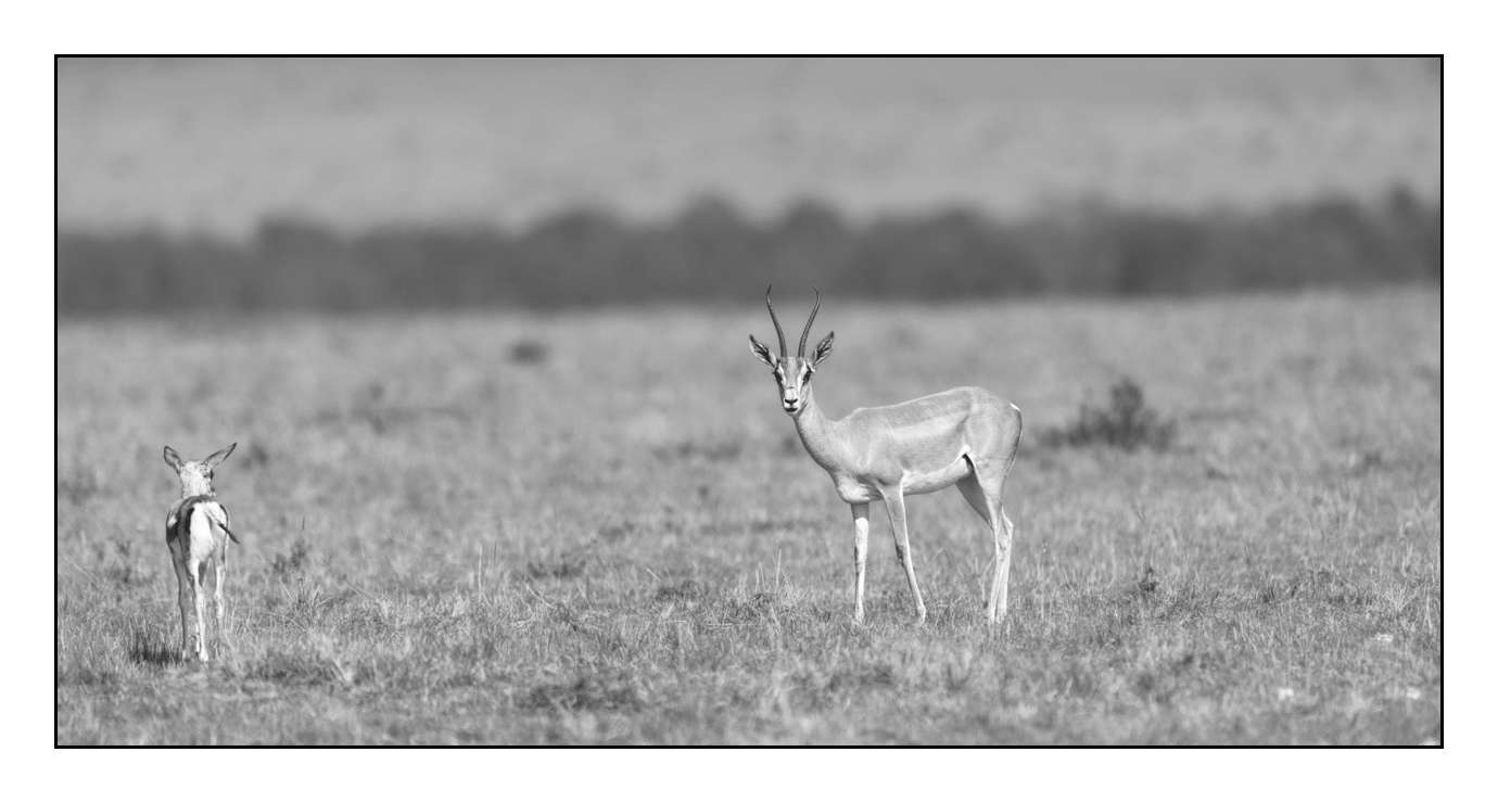 nuances-de-noirs-et-de-blancs/028-merveilles-animalieres-masai-mara/fr/24-170913MASANI3503B