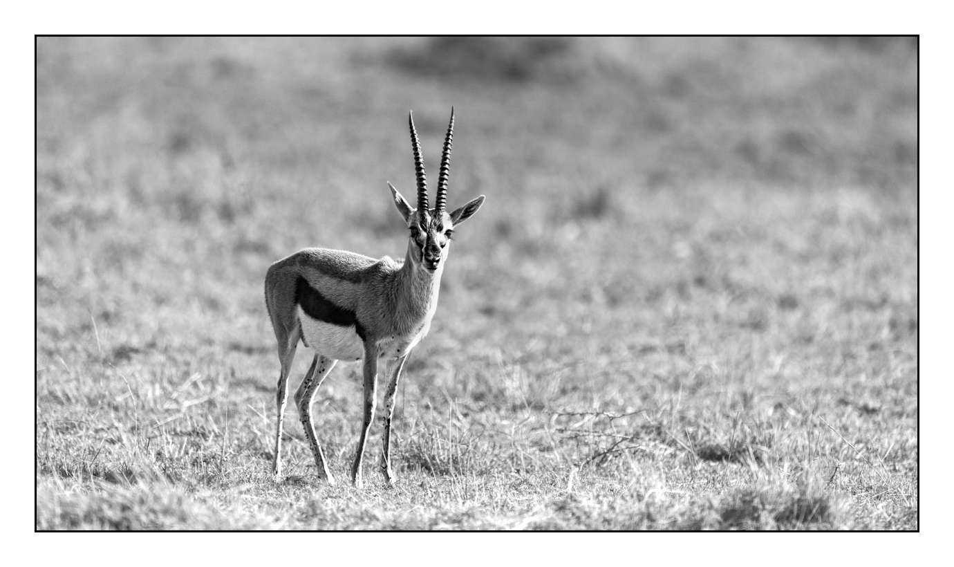 nuances-de-noirs-et-de-blancs/028-merveilles-animalieres-masai-mara/fr/25-170913MASANI3543B