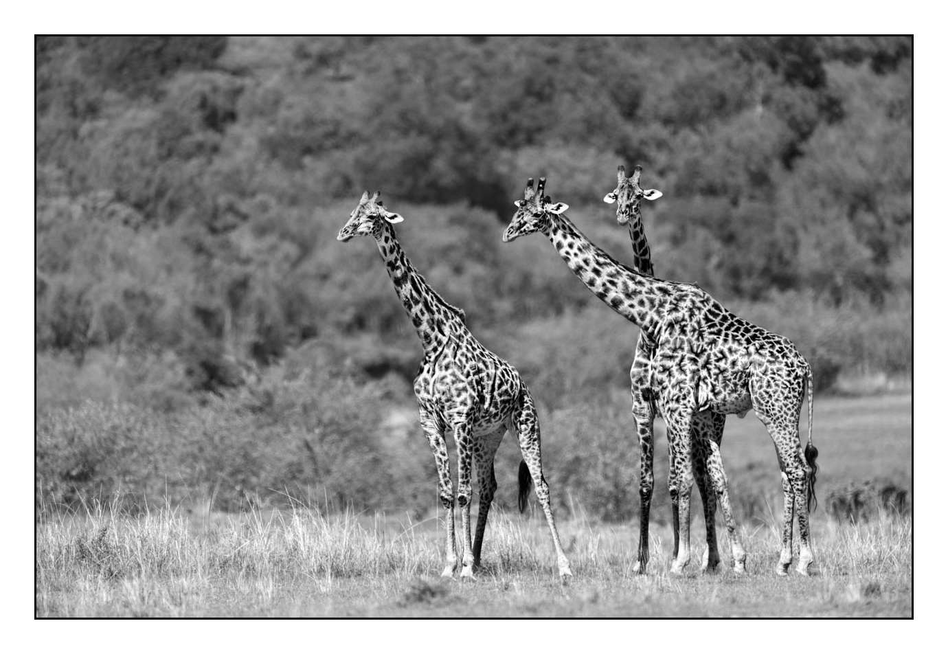 nuances-de-noirs-et-de-blancs/028-merveilles-animalieres-masai-mara/fr/26-170913MASANI3692B