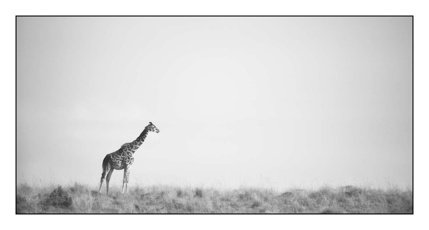 nuances-de-noirs-et-de-blancs/028-merveilles-animalieres-masai-mara/fr/28-170913MASANI3818B