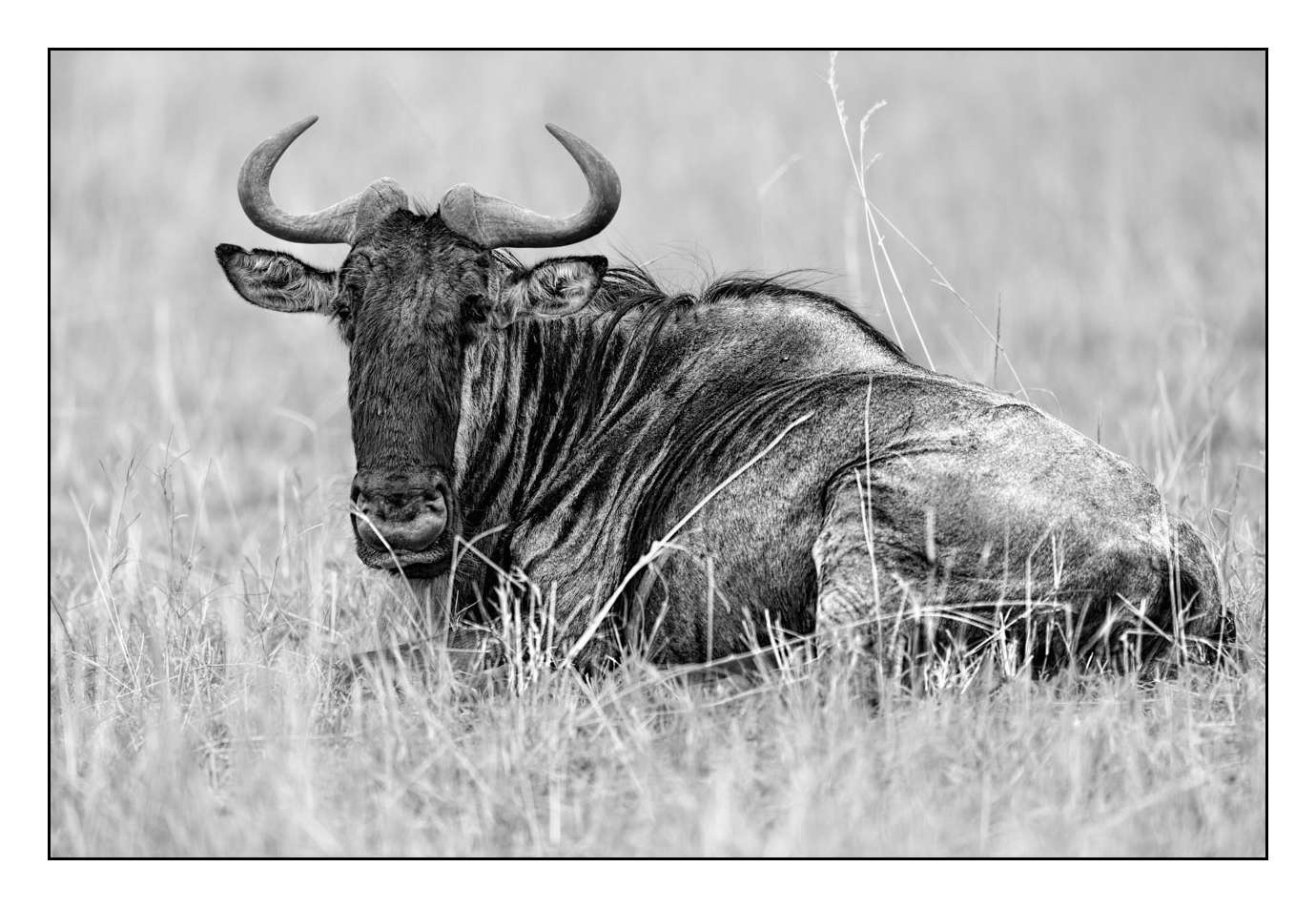 nuances-de-noirs-et-de-blancs/028-merveilles-animalieres-masai-mara/fr/29-170913MASANI3905B