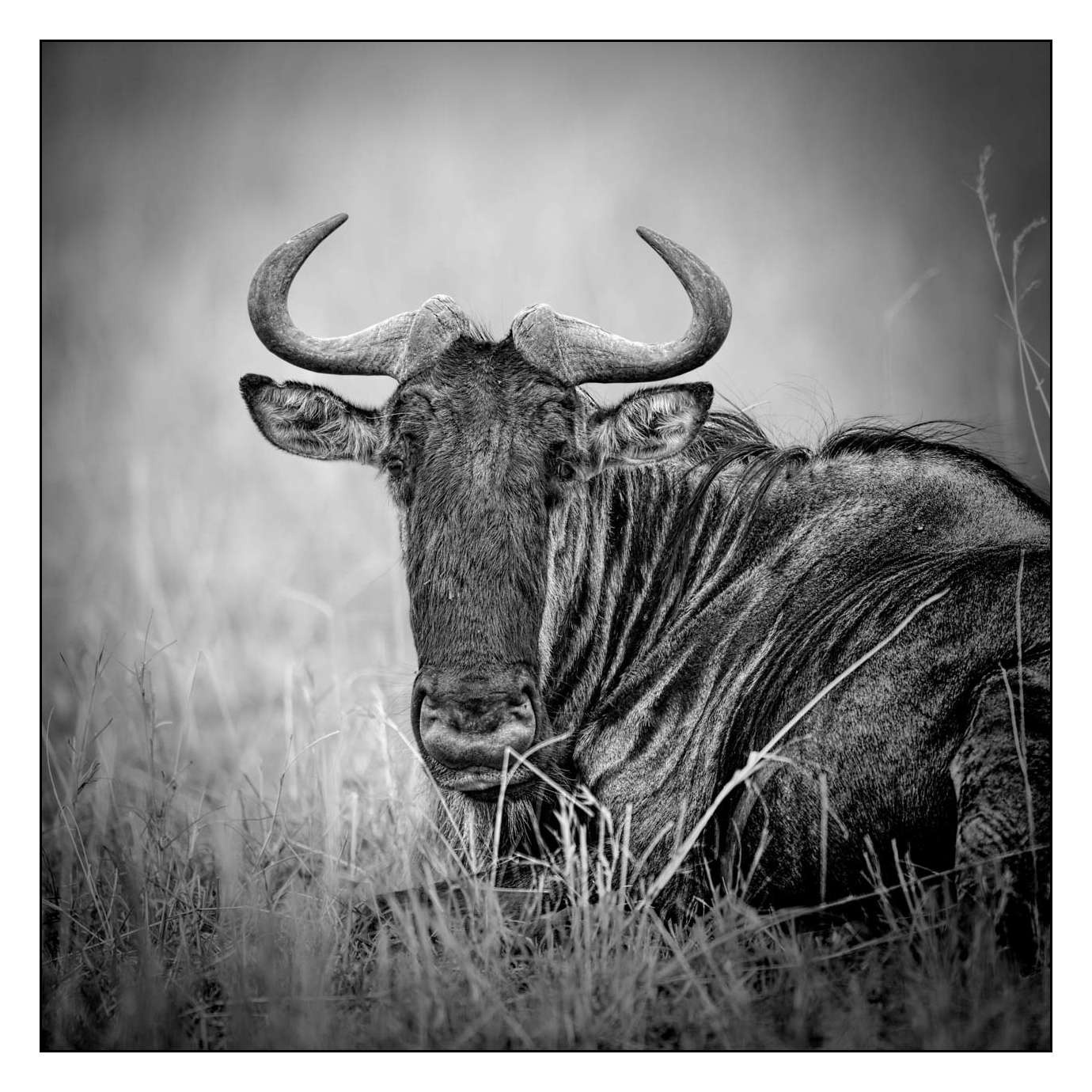 nuances-de-noirs-et-de-blancs/028-merveilles-animalieres-masai-mara/fr/30-170913MASANI3910B