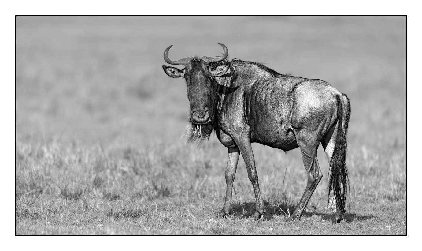 nuances-de-noirs-et-de-blancs/028-merveilles-animalieres-masai-mara/fr/31-170913MASANI4016B