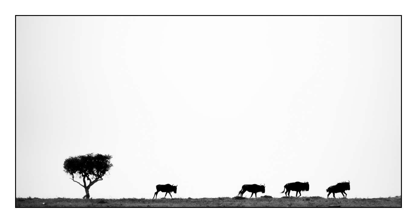 nuances-de-noirs-et-de-blancs/028-merveilles-animalieres-masai-mara/fr/32-170913MASANI4086B