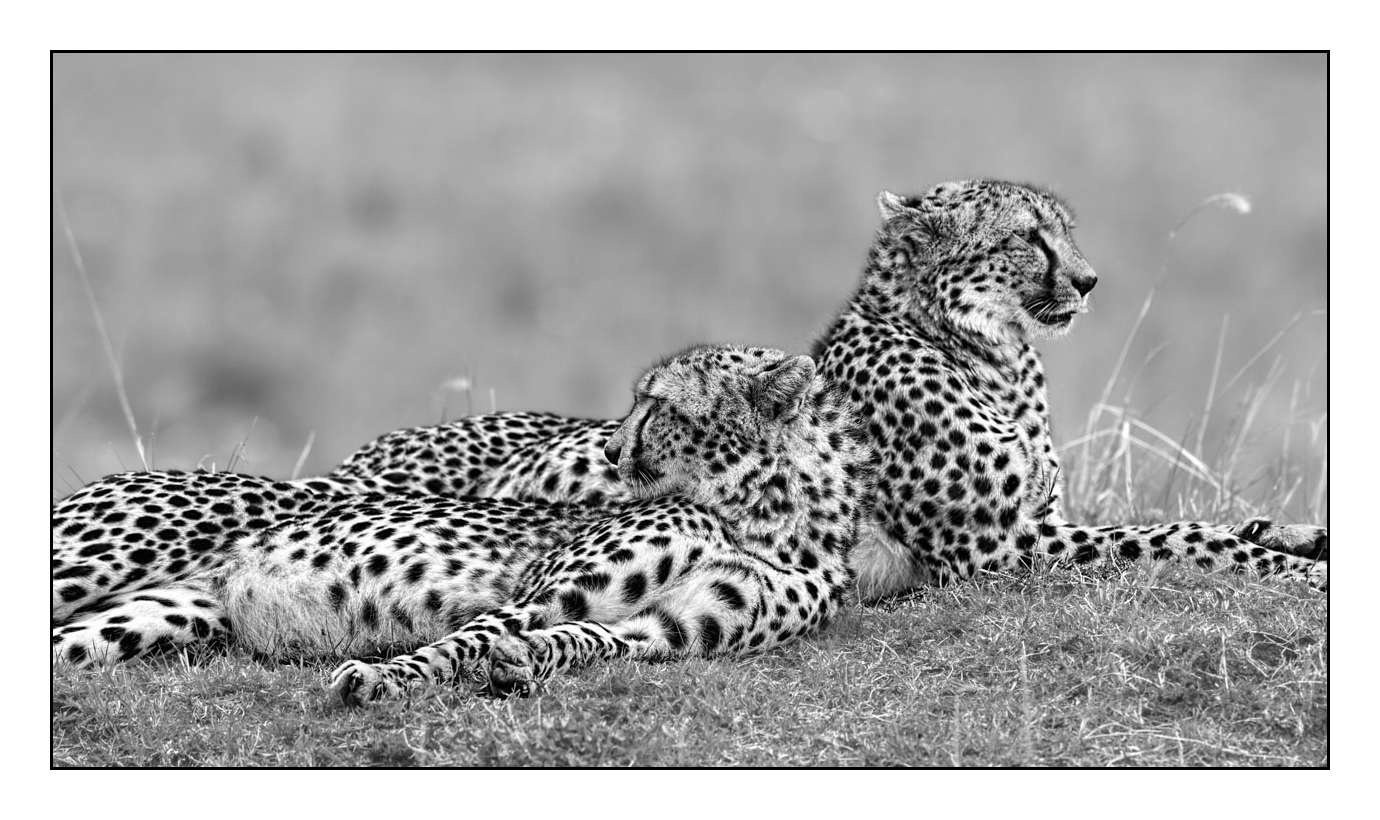 nuances-de-noirs-et-de-blancs/028-merveilles-animalieres-masai-mara/fr/33-170913MASANI4151B