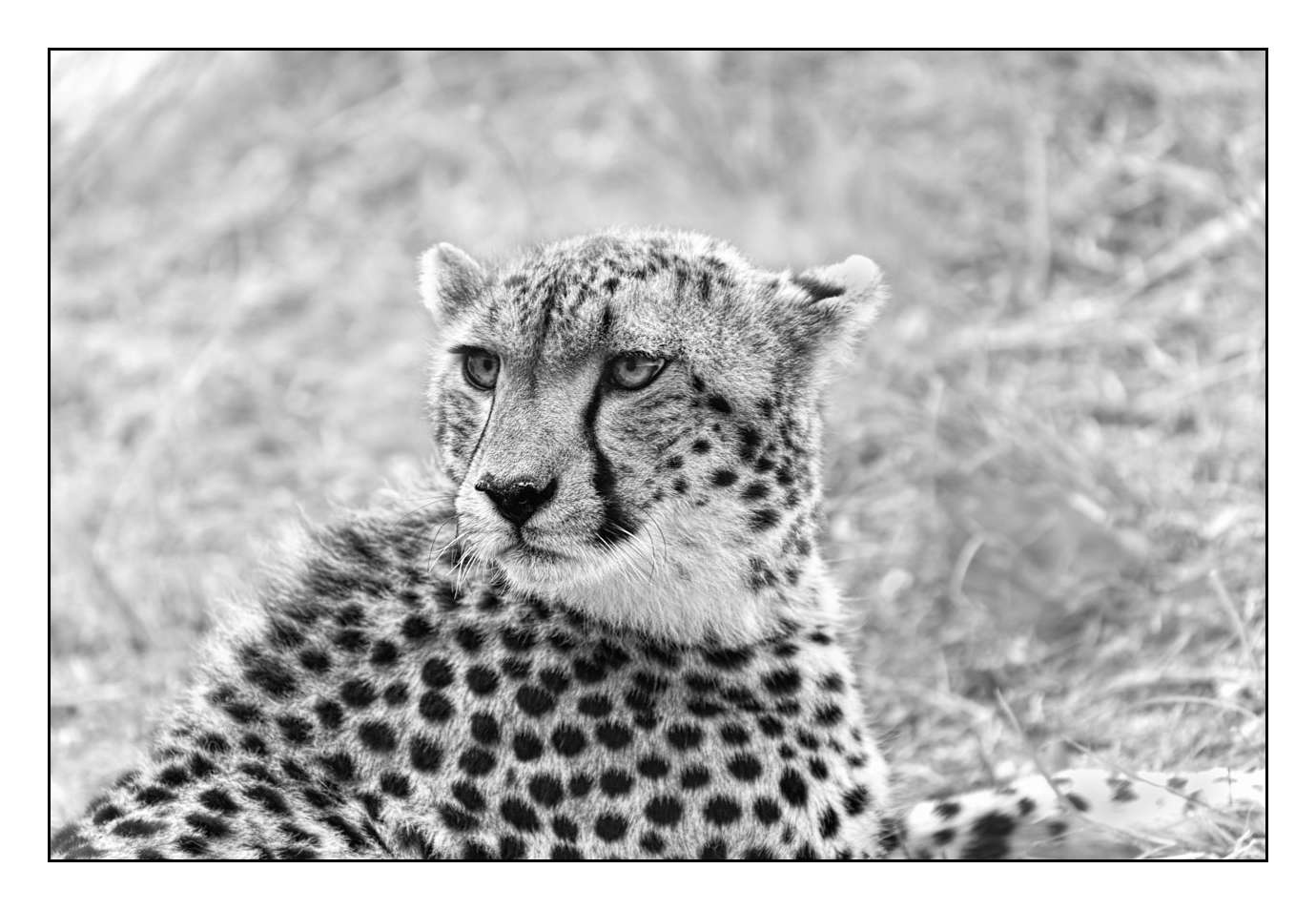 nuances-de-noirs-et-de-blancs/028-merveilles-animalieres-masai-mara/fr/34-170913MASANI4290B