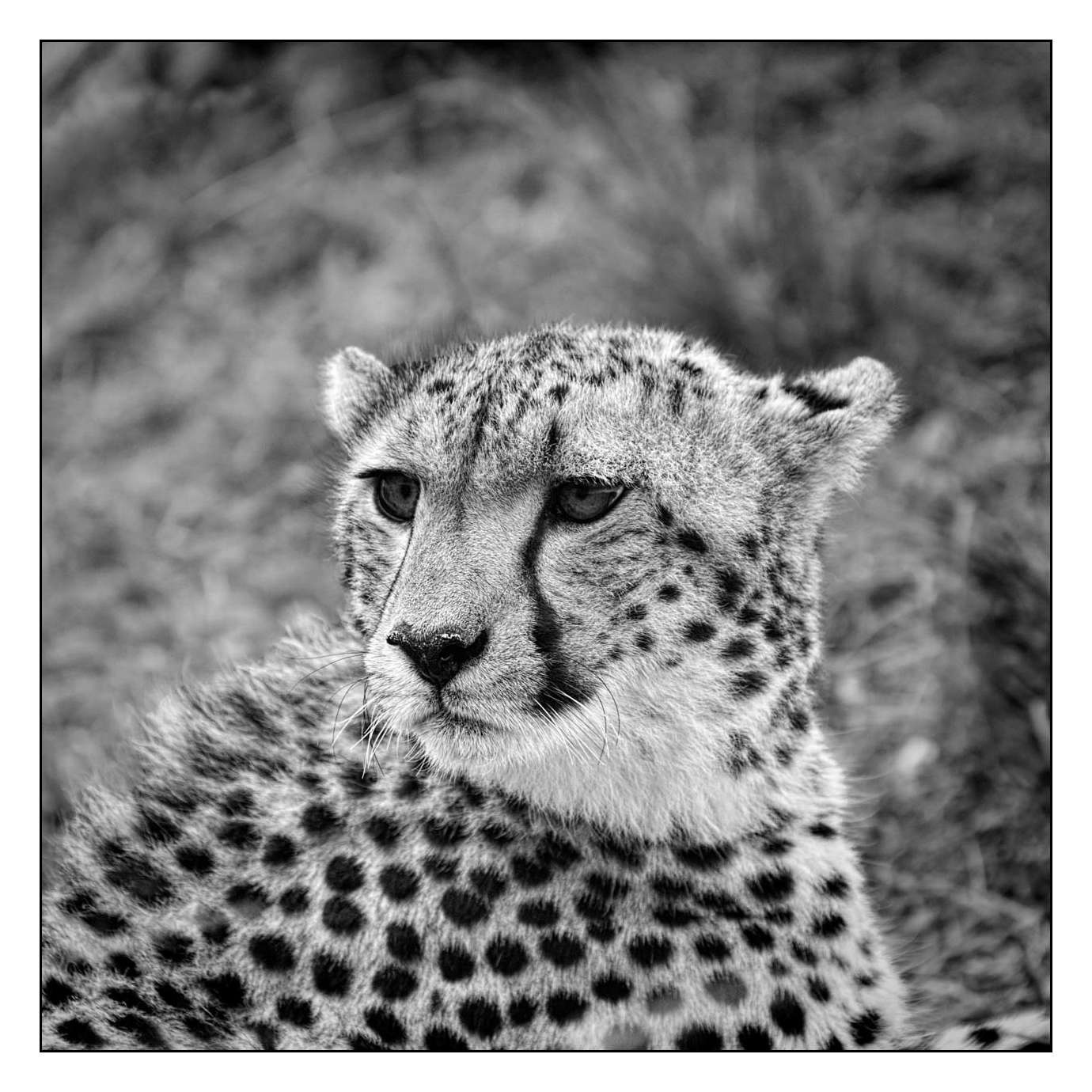 nuances-de-noirs-et-de-blancs/028-merveilles-animalieres-masai-mara/fr/35-170913MASANI4292B