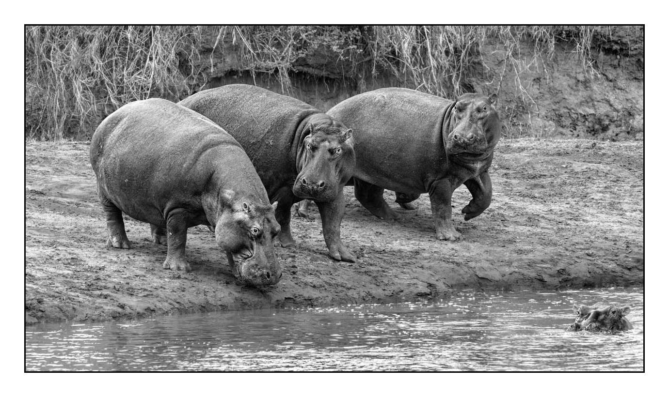 nuances-de-noirs-et-de-blancs/028-merveilles-animalieres-masai-mara/fr/36-170913MASANI4474B