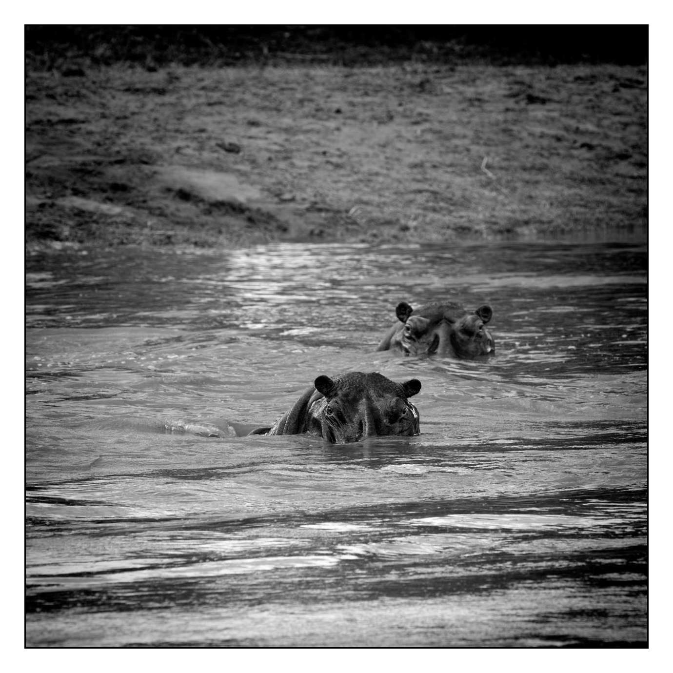 nuances-de-noirs-et-de-blancs/028-merveilles-animalieres-masai-mara/fr/37-170913MASANI4525B