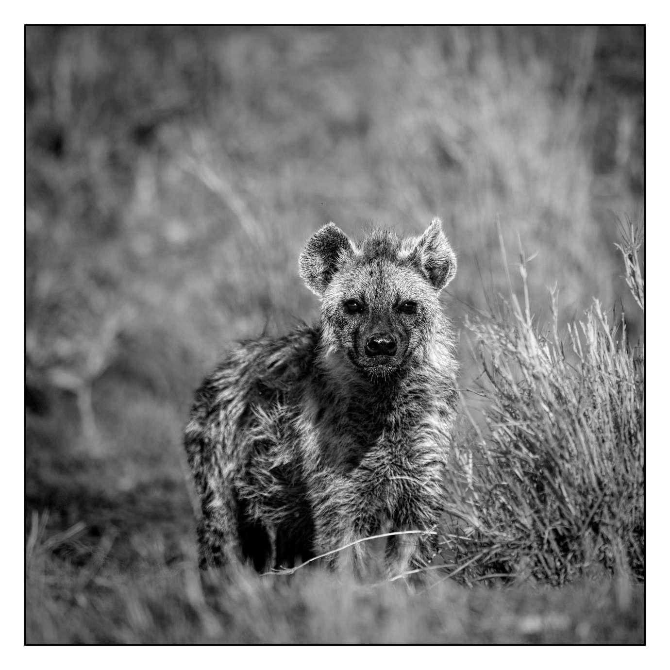 nuances-de-noirs-et-de-blancs/028-merveilles-animalieres-masai-mara/fr/38-170913MASANI4678B