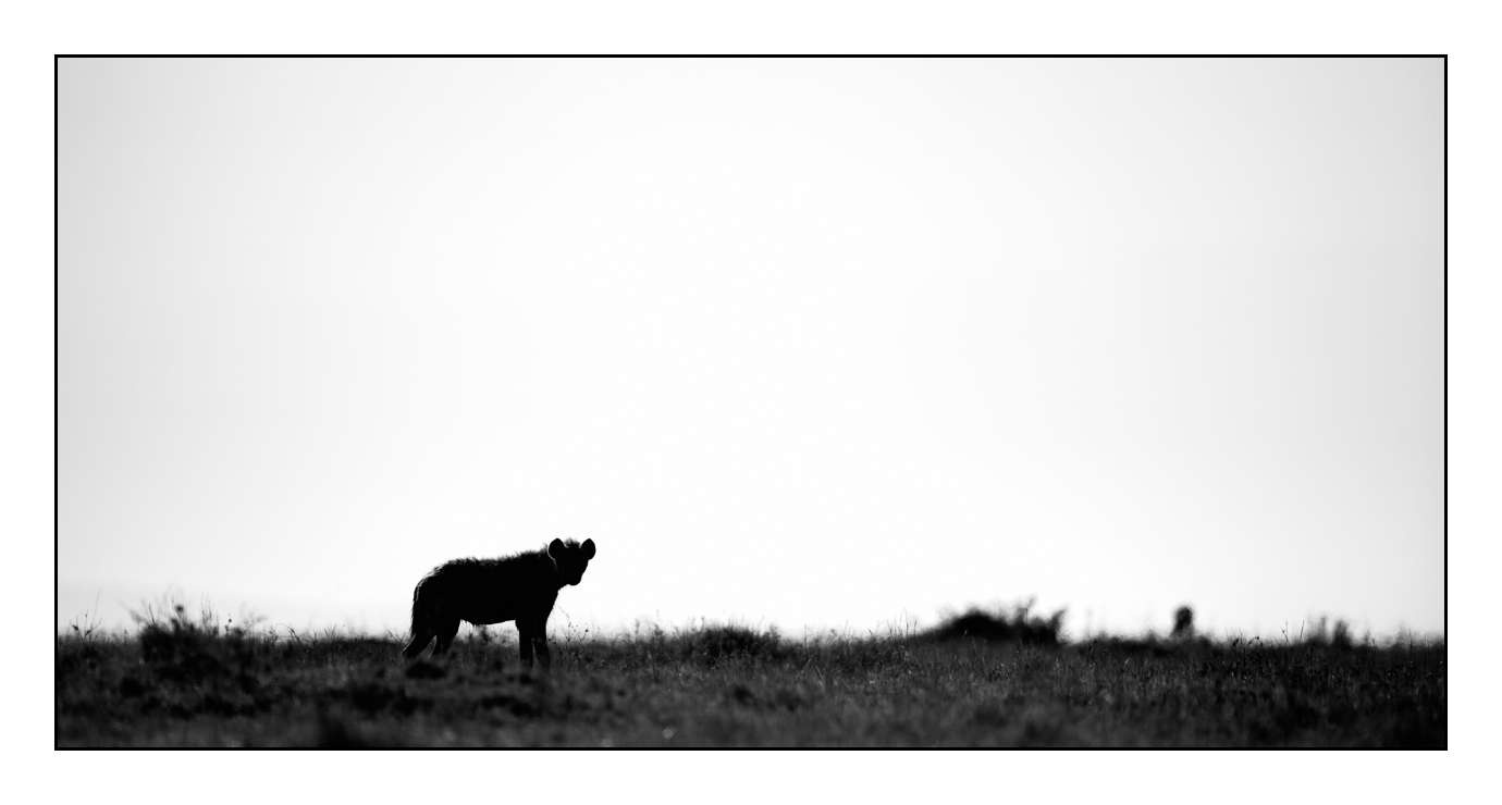 nuances-de-noirs-et-de-blancs/028-merveilles-animalieres-masai-mara/fr/39-170913MASANI4820B
