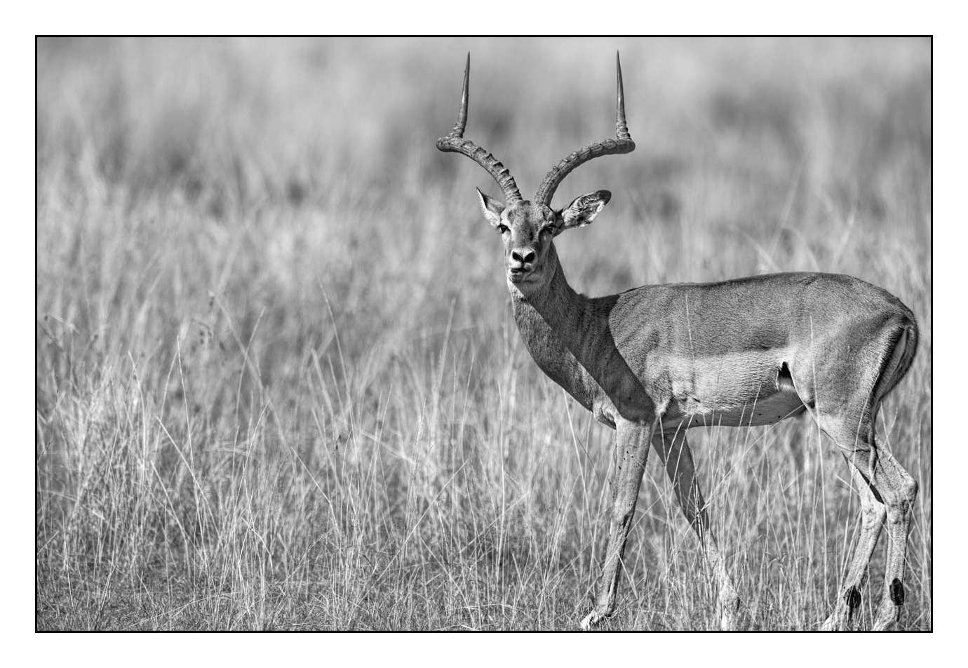 nuances-de-noirs-et-de-blancs/028-merveilles-animalieres-masai-mara/fr/40-170913MASANI4846B