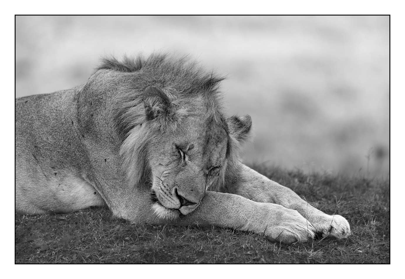 nuances-de-noirs-et-de-blancs/028-merveilles-animalieres-masai-mara/fr/41-170913MASANI4964B
