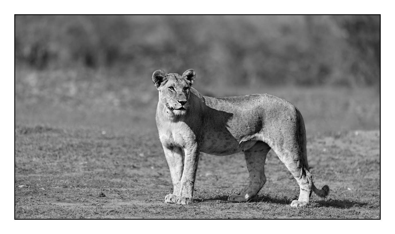 nuances-de-noirs-et-de-blancs/028-merveilles-animalieres-masai-mara/fr/42-170913MASANI5044B
