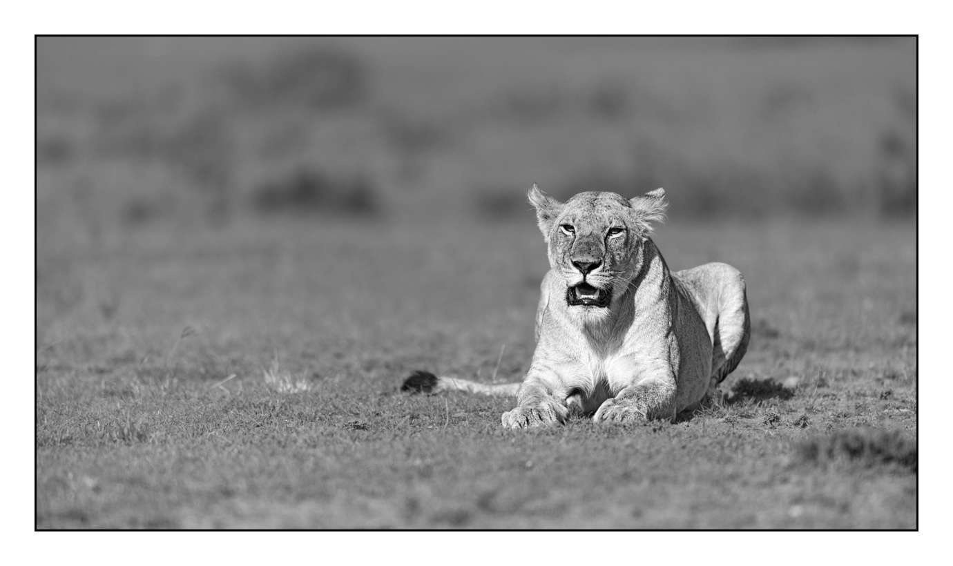 nuances-de-noirs-et-de-blancs/028-merveilles-animalieres-masai-mara/fr/44-170913MASANI5173B