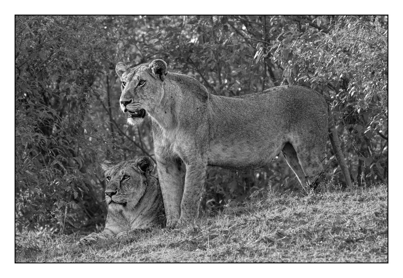 nuances-de-noirs-et-de-blancs/028-merveilles-animalieres-masai-mara/fr/45-170913MASANI5239B