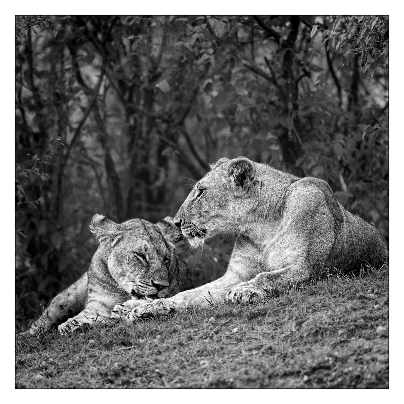 nuances-de-noirs-et-de-blancs/028-merveilles-animalieres-masai-mara/fr/46-170913MASANI5242B