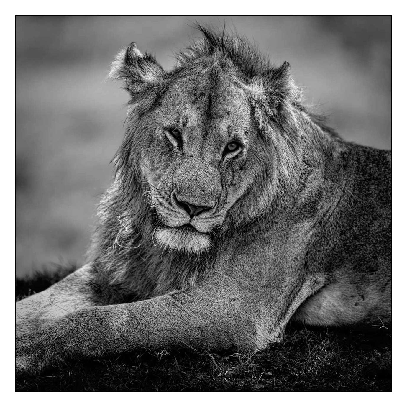 nuances-de-noirs-et-de-blancs/028-merveilles-animalieres-masai-mara/fr/47-170913MASANI5546B