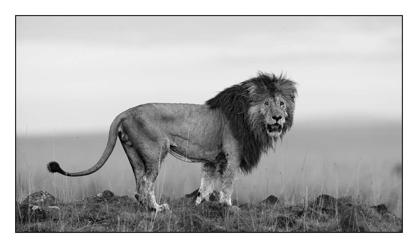 nuances-de-noirs-et-de-blancs/028-merveilles-animalieres-masai-mara/fr/48-170913MASANI5811B