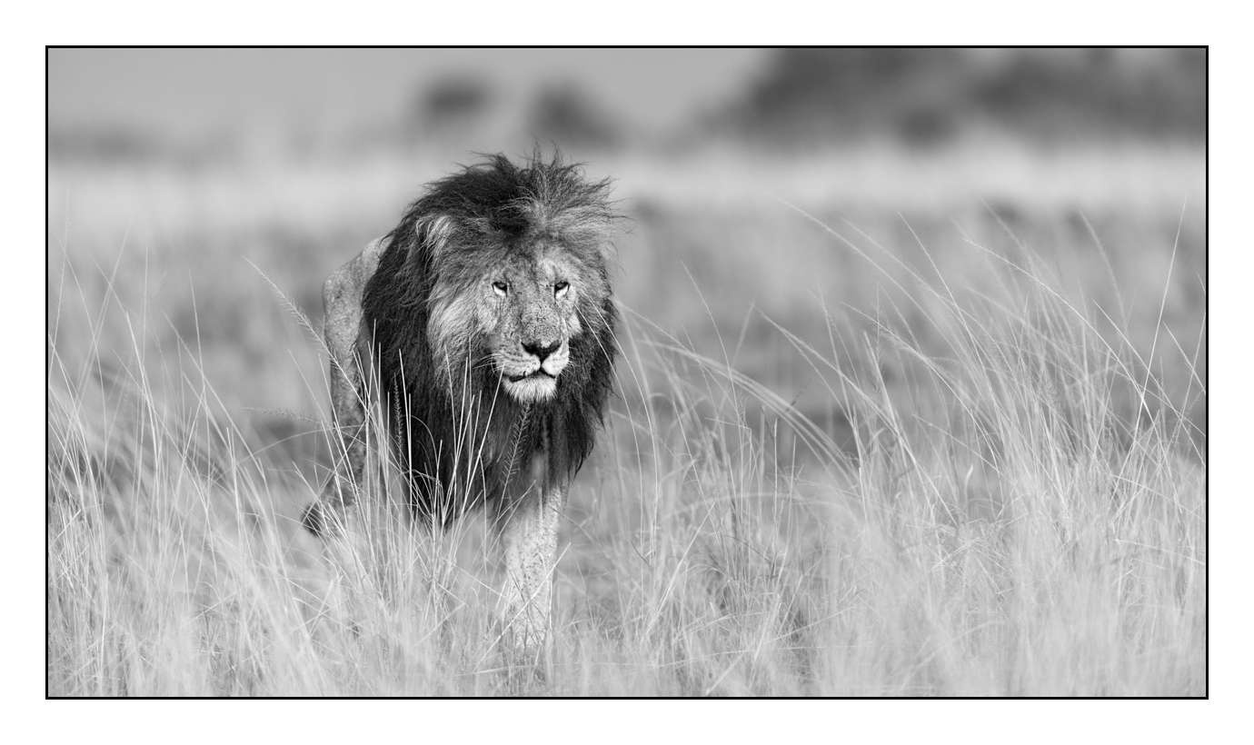nuances-de-noirs-et-de-blancs/028-merveilles-animalieres-masai-mara/fr/49-170913MASANI5926B