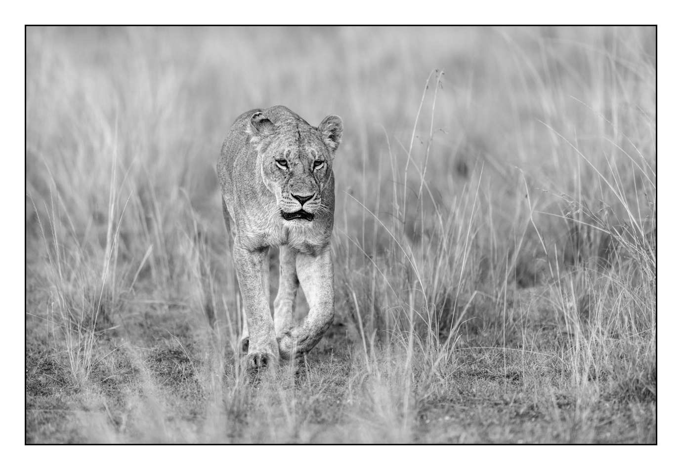 nuances-de-noirs-et-de-blancs/028-merveilles-animalieres-masai-mara/fr/50-170913MASANI6214B