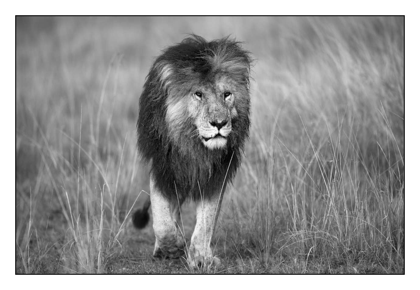 nuances-de-noirs-et-de-blancs/028-merveilles-animalieres-masai-mara/fr/51-170913MASANI6300B