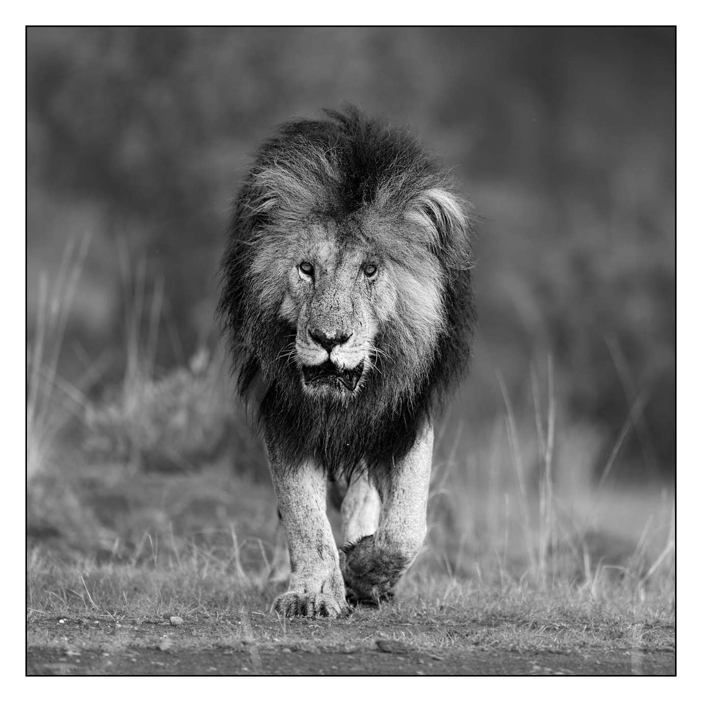 nuances-de-noirs-et-de-blancs/028-merveilles-animalieres-masai-mara/fr/52-170913MASANI6443B