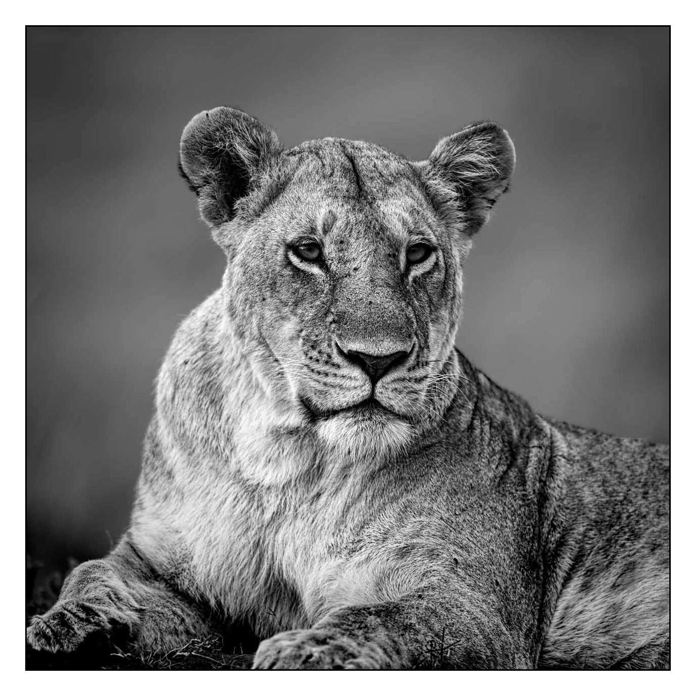 nuances-de-noirs-et-de-blancs/028-merveilles-animalieres-masai-mara/fr/53-170913MASANI6967B