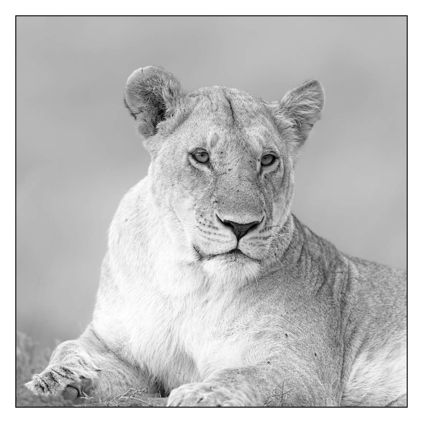 nuances-de-noirs-et-de-blancs/028-merveilles-animalieres-masai-mara/fr/54-170913MASANI6974B