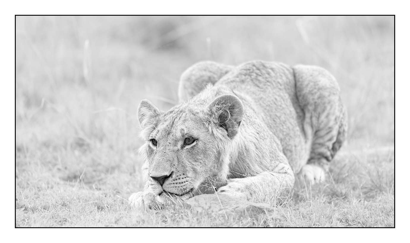 nuances-de-noirs-et-de-blancs/028-merveilles-animalieres-masai-mara/fr/55-170913MASANI7303B