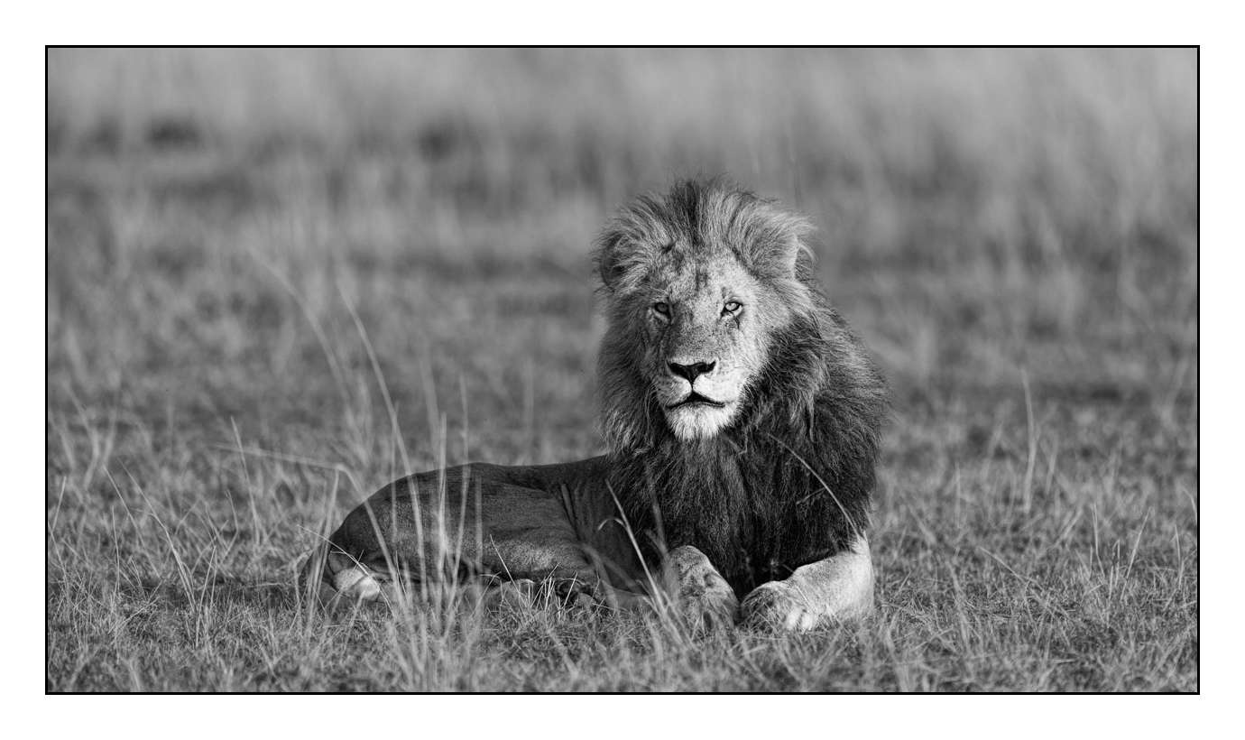 nuances-de-noirs-et-de-blancs/028-merveilles-animalieres-masai-mara/fr/56-170913MASANI7361B