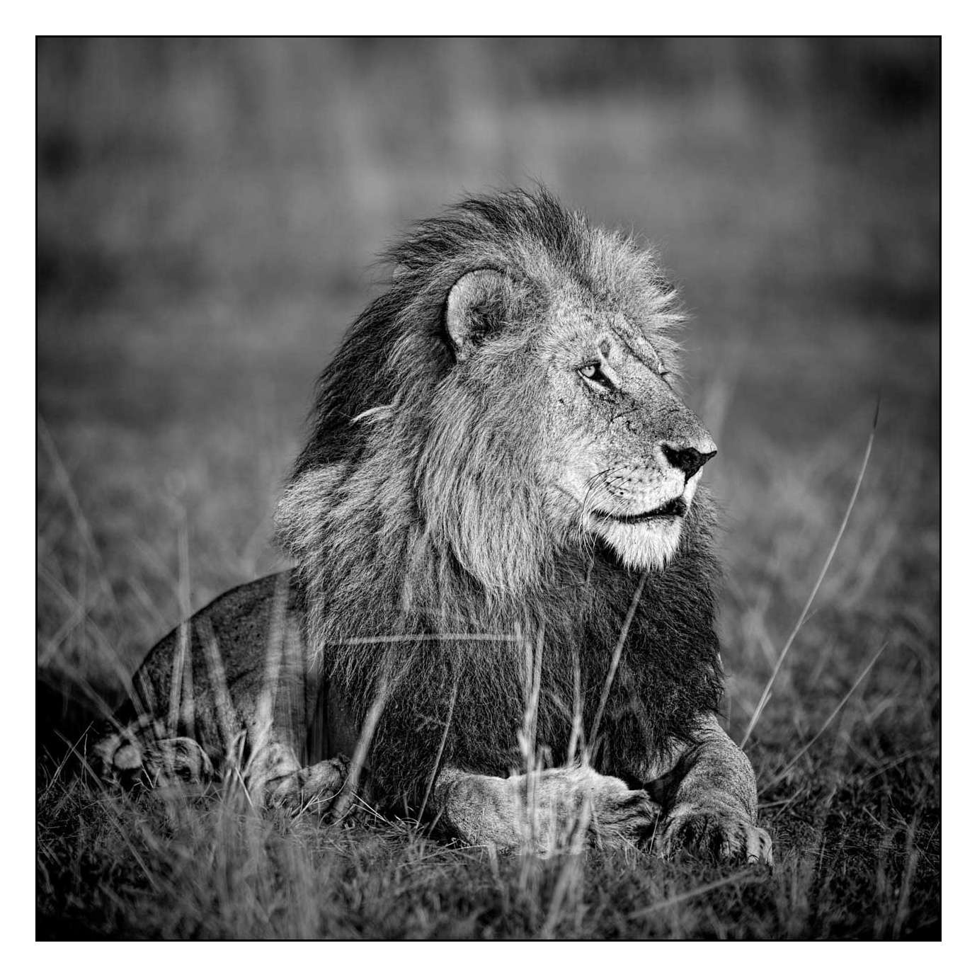nuances-de-noirs-et-de-blancs/028-merveilles-animalieres-masai-mara/fr/57-170913MASANI7382B