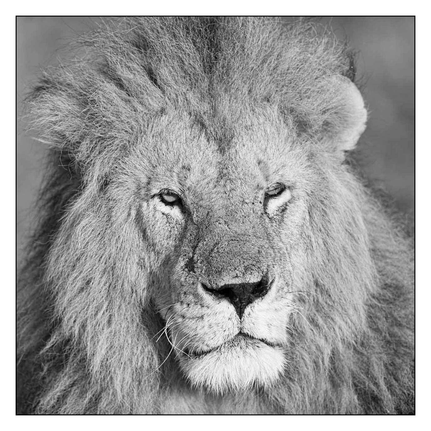 nuances-de-noirs-et-de-blancs/028-merveilles-animalieres-masai-mara/fr/58-170913MASANI7480B