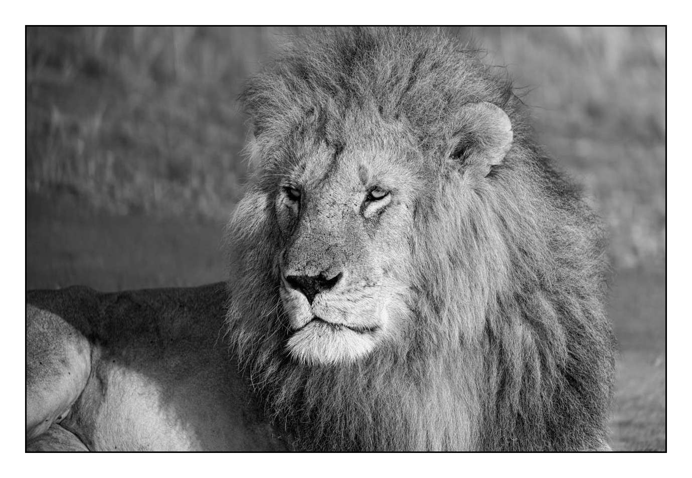 nuances-de-noirs-et-de-blancs/028-merveilles-animalieres-masai-mara/fr/59-170913MASANI7595B