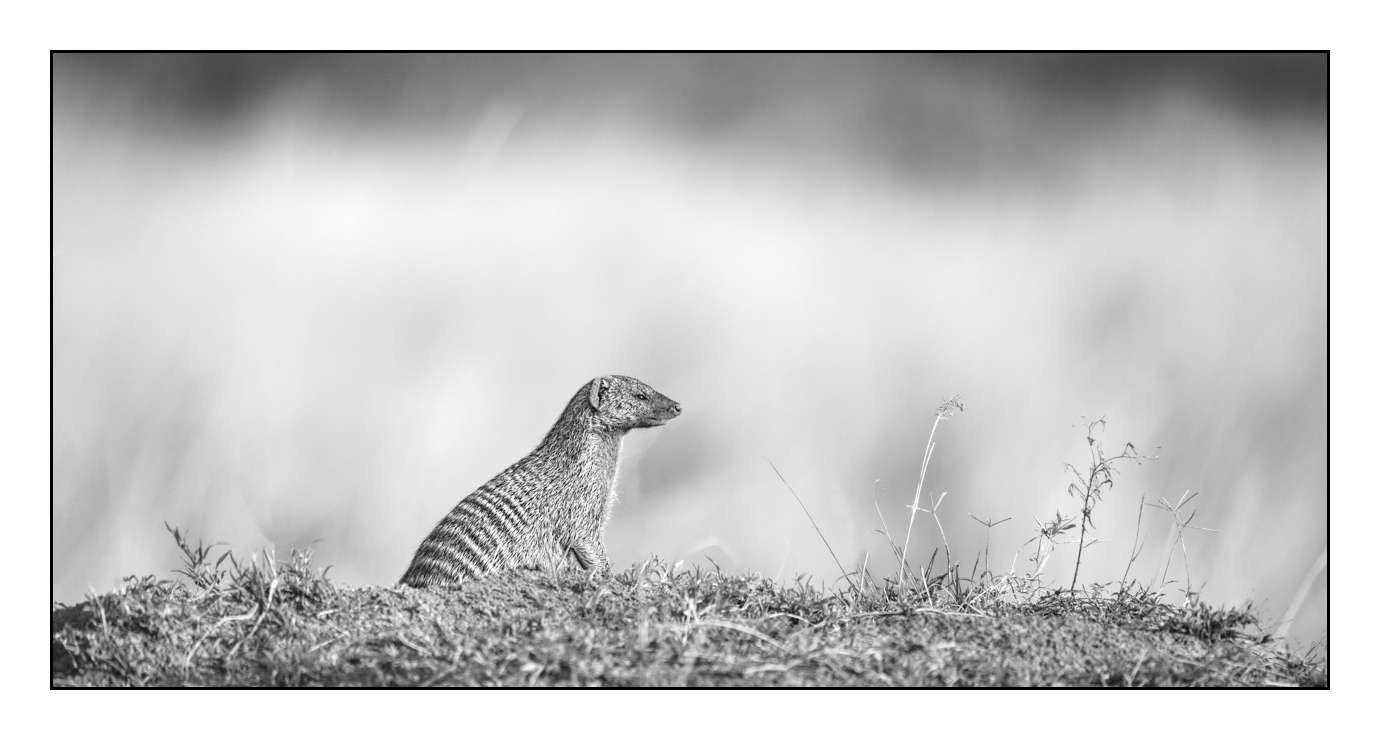 nuances-de-noirs-et-de-blancs/028-merveilles-animalieres-masai-mara/fr/60-170913MASANI7819B