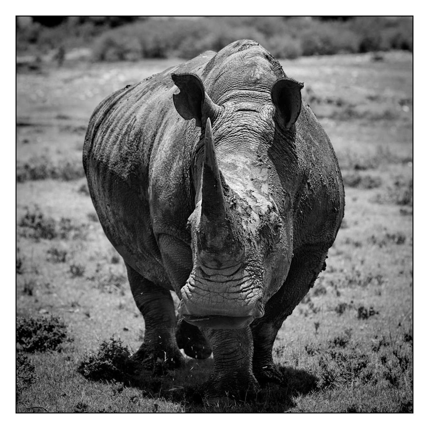 nuances-de-noirs-et-de-blancs/028-merveilles-animalieres-masai-mara/fr/61-170913MASANI7885B