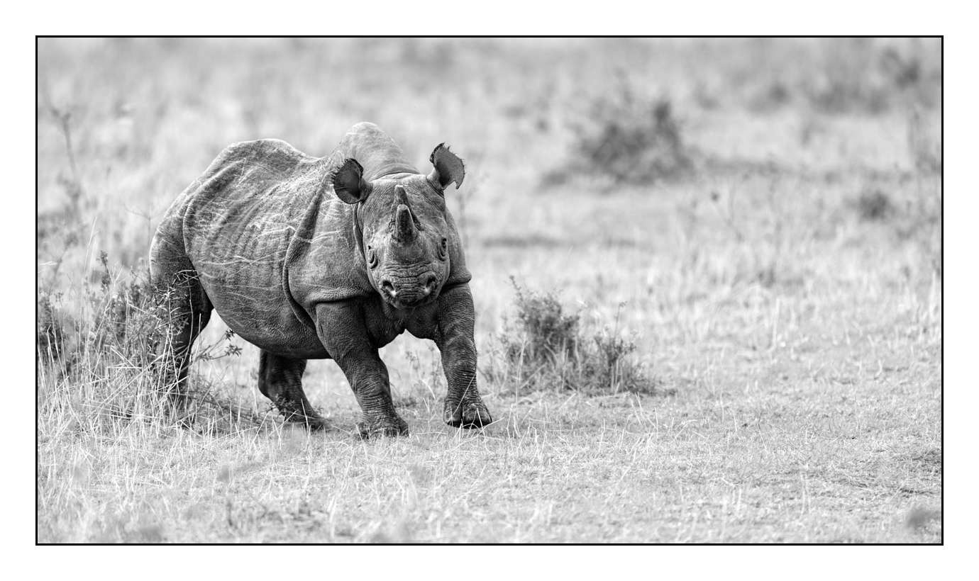 nuances-de-noirs-et-de-blancs/028-merveilles-animalieres-masai-mara/fr/62-170913MASANI8182B