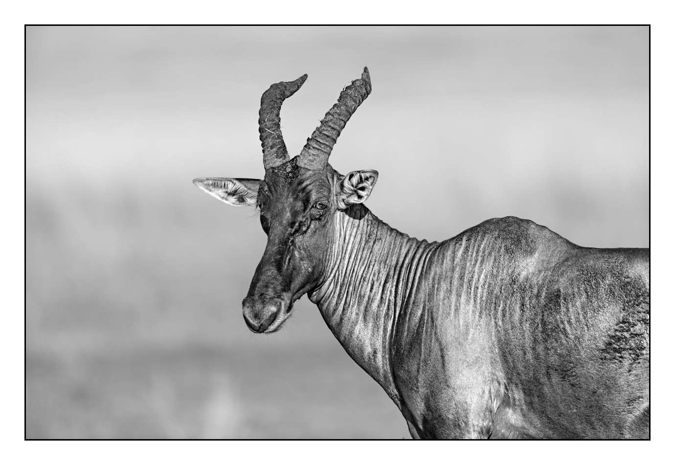 nuances-de-noirs-et-de-blancs/028-merveilles-animalieres-masai-mara/fr/64-170913MASANI8411B