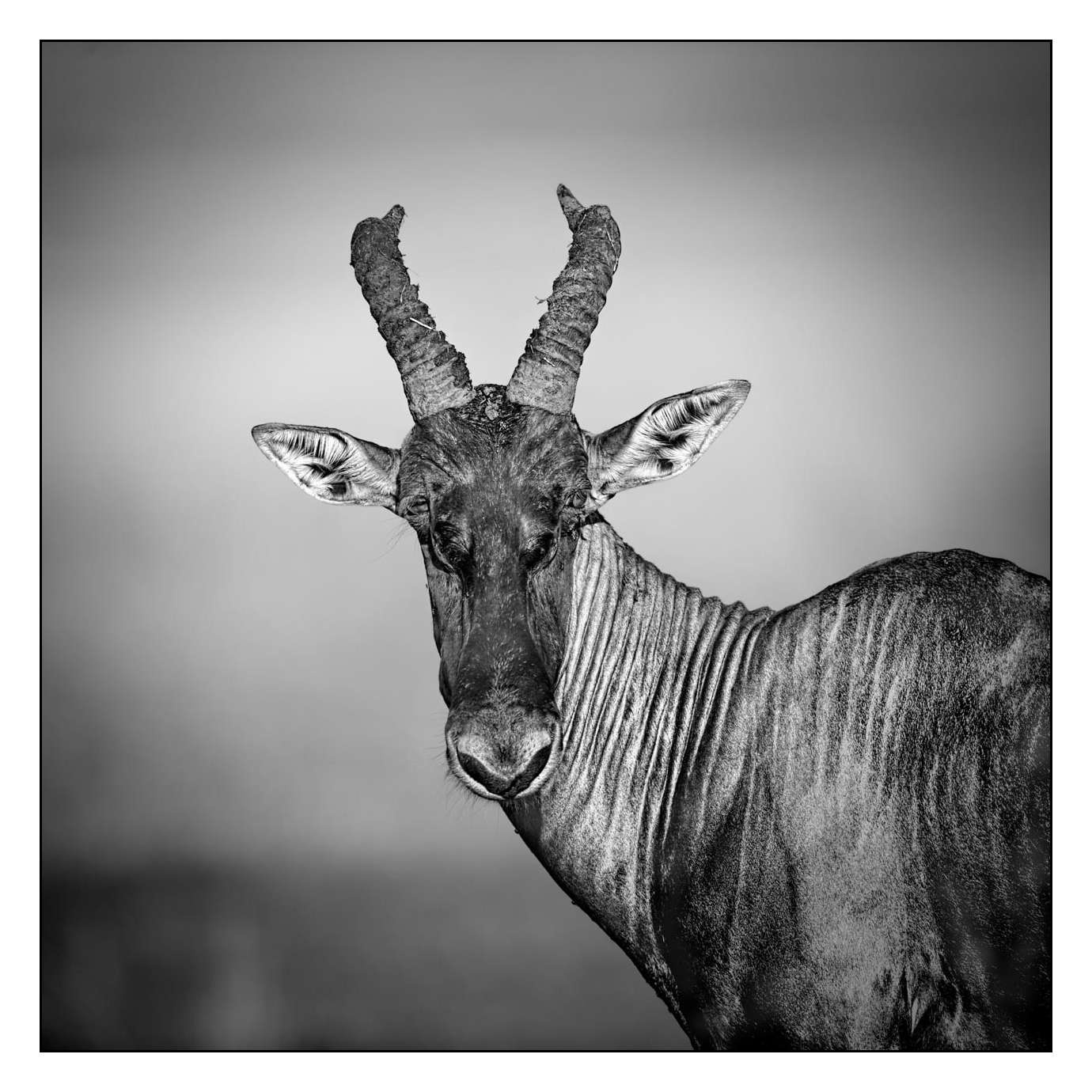 nuances-de-noirs-et-de-blancs/028-merveilles-animalieres-masai-mara/fr/65-170913MASANI8417B