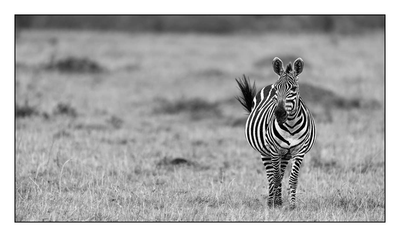 nuances-de-noirs-et-de-blancs/028-merveilles-animalieres-masai-mara/fr/66-170913MASANI8640B