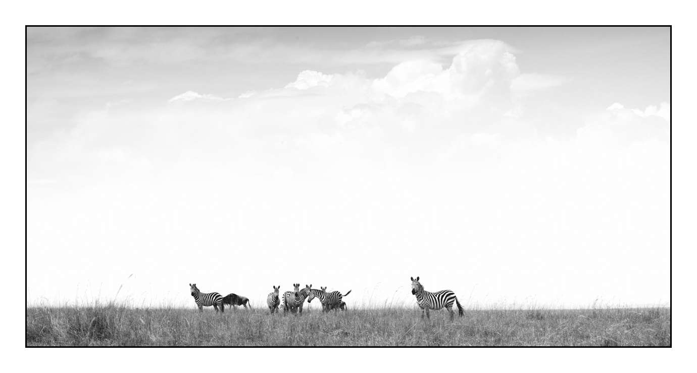 nuances-de-noirs-et-de-blancs/028-merveilles-animalieres-masai-mara/fr/67-170913MASANI8794B