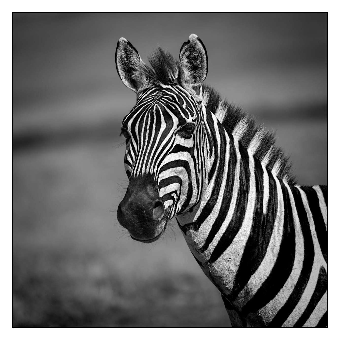 nuances-de-noirs-et-de-blancs/028-merveilles-animalieres-masai-mara/fr/68-170913MASANI8821B