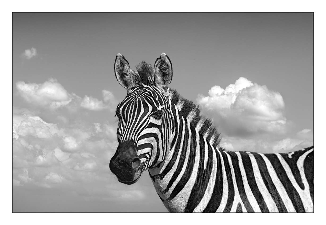 nuances-de-noirs-et-de-blancs/028-merveilles-animalieres-masai-mara/fr/69-170913MASANI8826B